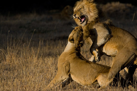 Lion and lioness after copulation