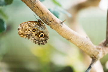 Picture of beautiful colorful butterfly on tree