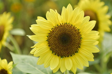 Naklejka premium ひまわり