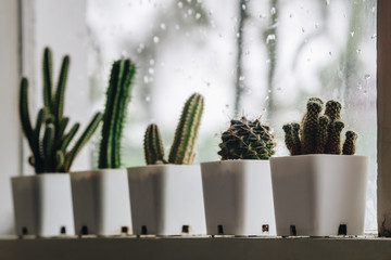 Row of Cactus in a small white pots by the window when the rain is falling