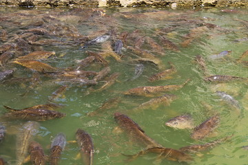 Obraz premium real alcazar