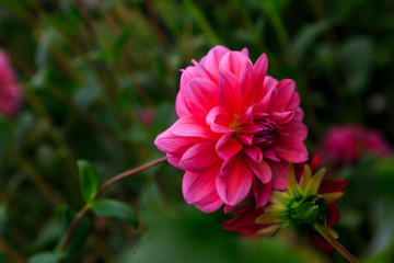 Dahlias fresh from garden in out door farm setting in Pennsylvania