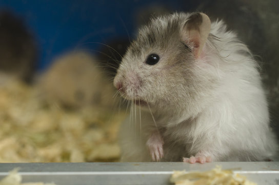 portrait of a hamster close-up