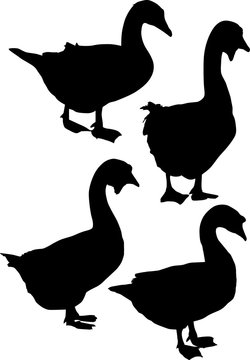 set of four goose silhouettes isolated on white