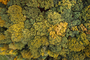 Aerial drone view of colorful, wonderful, amazing, autumn forest, wienerwald, lower-austria