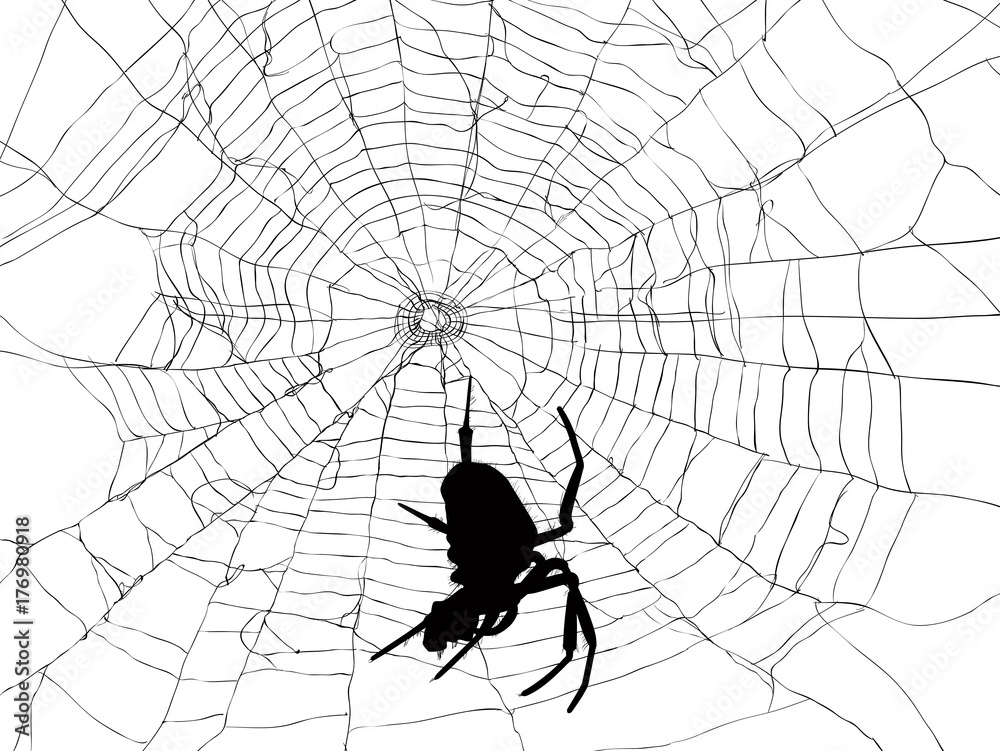 Canvas Prints black large spider in web