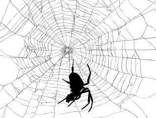 black large spider in web