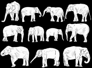 set of eleven elephants isolated on black