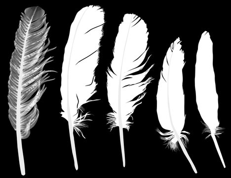 five light feathers on black background