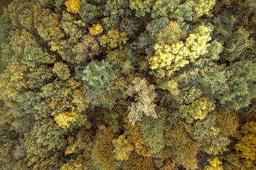 Naklejka na ściany i meble Aerial drone view of colorful, wonderful, amazing, autumn forest, wienerwald, lower-austria