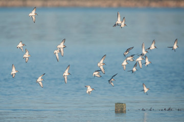 Dunlin, Calidris alpine