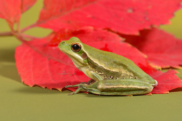 Frog, La Pampa, Argentina