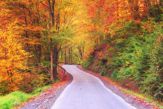 Narrow winding road in autumn forest, nature bright colorful landscape