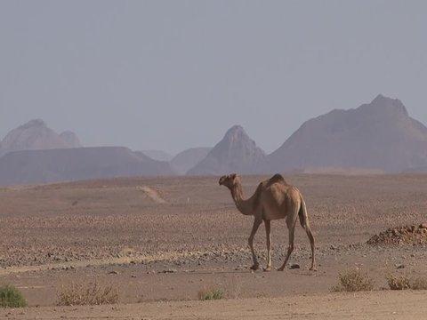 D&eacute;sert du Hoggar Dromad&egrave;re
