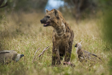 Hyena South Africa
