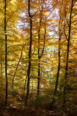 Fototapeta premium Herbststimmung