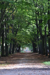 Forest lane in autumn