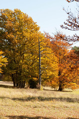 Fototapeta premium Herbststimmung