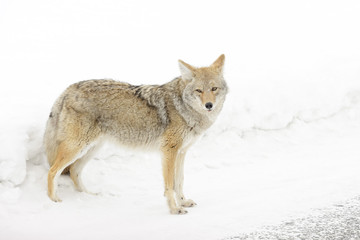 Naklejka na ściany i meble Coyote (Canis latrans) in the snow, Yellowstone National Park, Montana, Wyoming, USA.