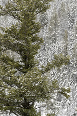 Pine forest and falling snow near Cooke City, Yellowstone National Park, Wyoming, USA