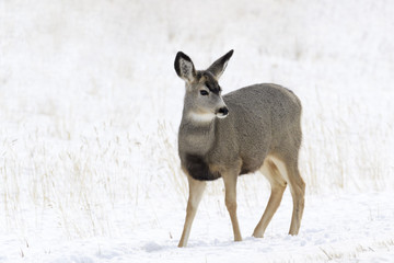 Mule deer (Odocoileus hemionus) in snow, Yellowstone National Park, Montana. USA.