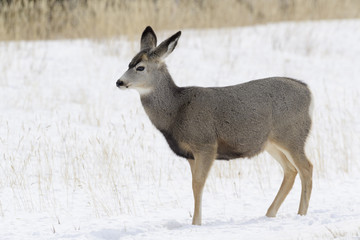 Mule deer (Odocoileus hemionus) in snow, Yellowstone National Park, Montana. USA.