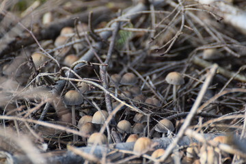 Mushrooms in autumn in the forest