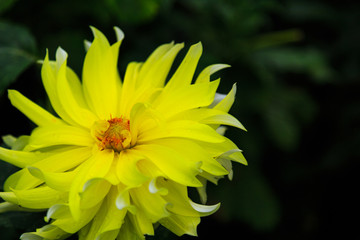 Dahlias fresh from garden in out door farm setting in Pennsylvania