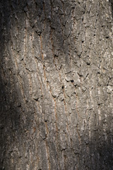 Tree bark background