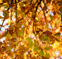 Fall background yellowing foliage of autumn trees in woods