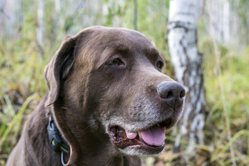 the view of the chocolate labrador to the side.