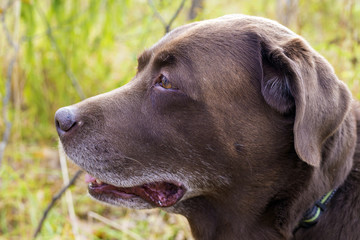head of a brown labrador in the forest