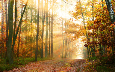 Autumn forest