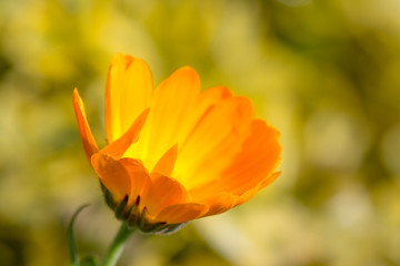 Autumn colored flower. Macro shot of an orange marigold.