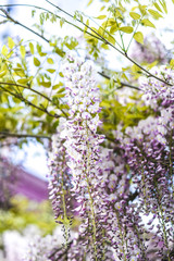 Pink wisteria blooming in the garden, spring, gardens in Poland.
