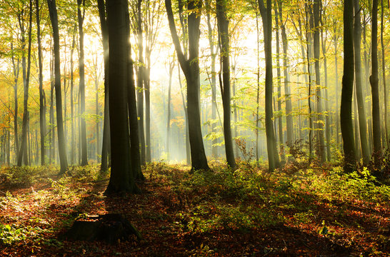 Morning in the forest © Piotr Krzeslak