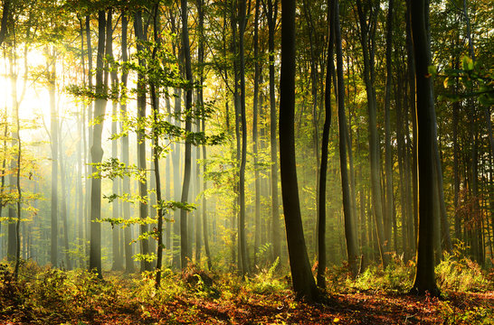 Fototapeta Morning in the forest
