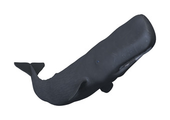 3D Rendering Sperm Whale or Cachalot on White