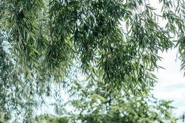 A close-up of the willow leaves, in the summer in the city green trees. Autumn colors of leaves on a tree.