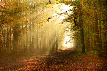 Obraz premium Autumn forest