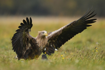 White tailed Eagle (Haliaeetus albicilla)