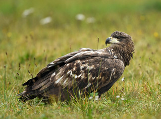 White tailed Eagle (Haliaeetus albicilla)