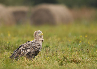 White tailed Eagle (Haliaeetus albicilla)