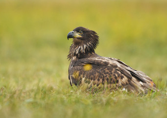 White tailed Eagle (Haliaeetus albicilla)
