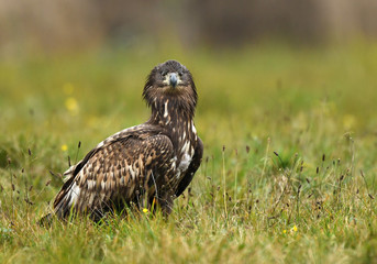 White tailed Eagle (Haliaeetus albicilla)