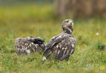 White tailed Eagle (Haliaeetus albicilla)