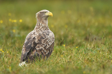 White tailed Eagle (Haliaeetus albicilla)