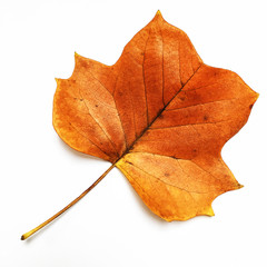 autumn leaf