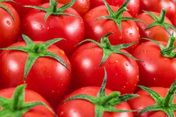 tomatoes