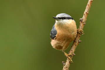Nuthatch (Sitta europaea)